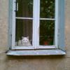 cat in the window @ vejaslaukuose