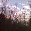 Травы на закате @ Vilka_Setevaya