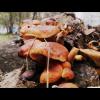 Старые грибы @ Fire Dragon